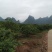 三华李