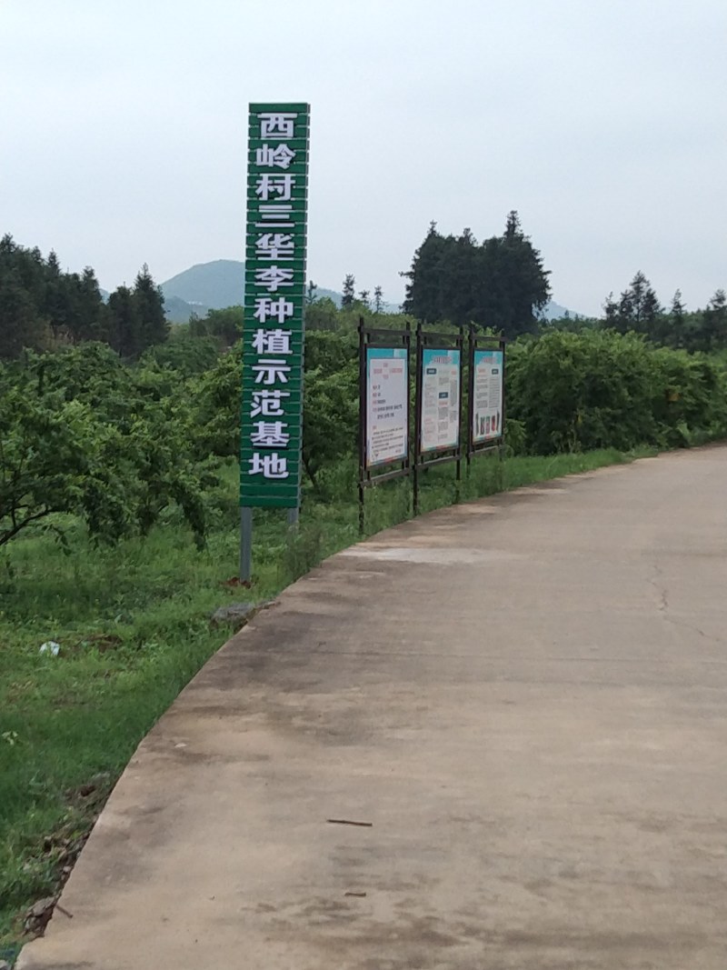 三华李