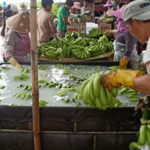 美美的香蕉
