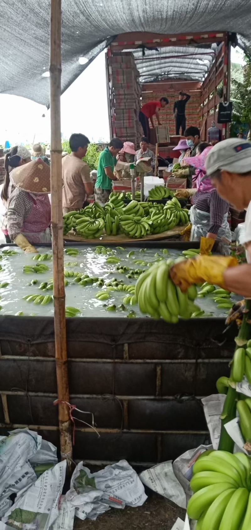 美美的香蕉