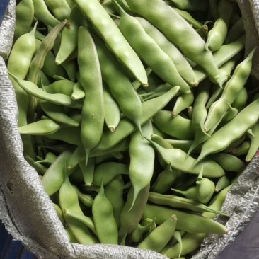 冷棚豆角