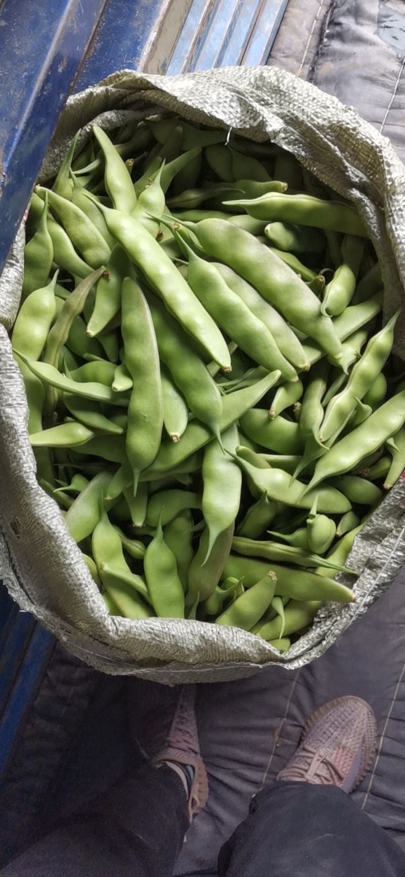 冷棚豆角