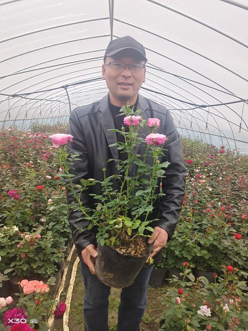 品种月季观赏盆栽基地批零兼营工程月季大杯小杯桶苗