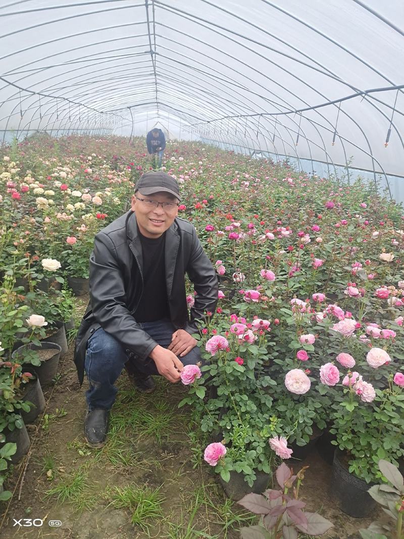 品种月季观赏盆栽基地批零兼营工程月季大杯小杯桶苗