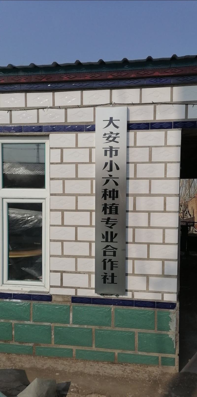 代收大安黄菇茑/提供库房灯笼果/黄菇茑/批发/零售/