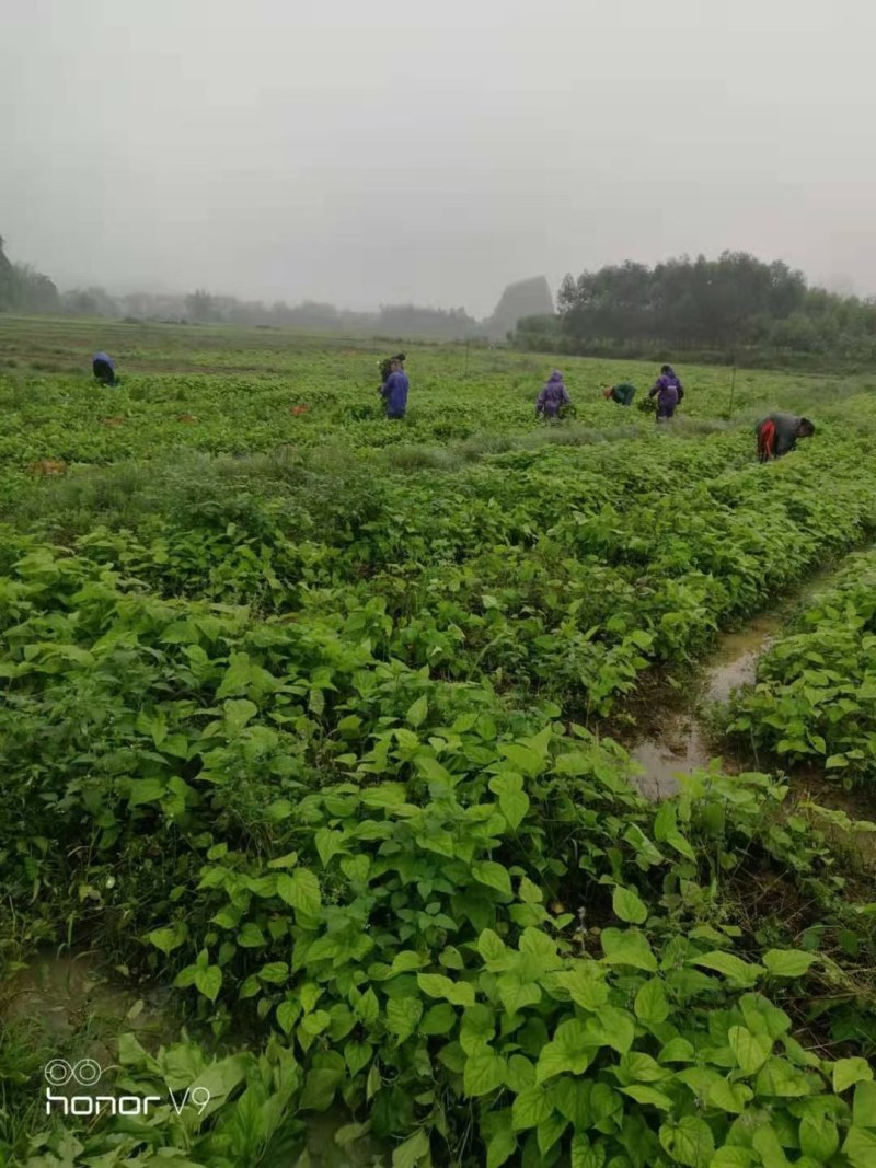 实桑苗，桑树苗，养蚕苗，嫁接苗，品质好，耐成活，下单包邮