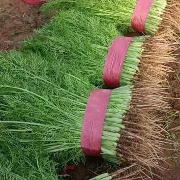 茴香，精品茴香，扁杆，颜色好，各种包装可选，欢迎采购