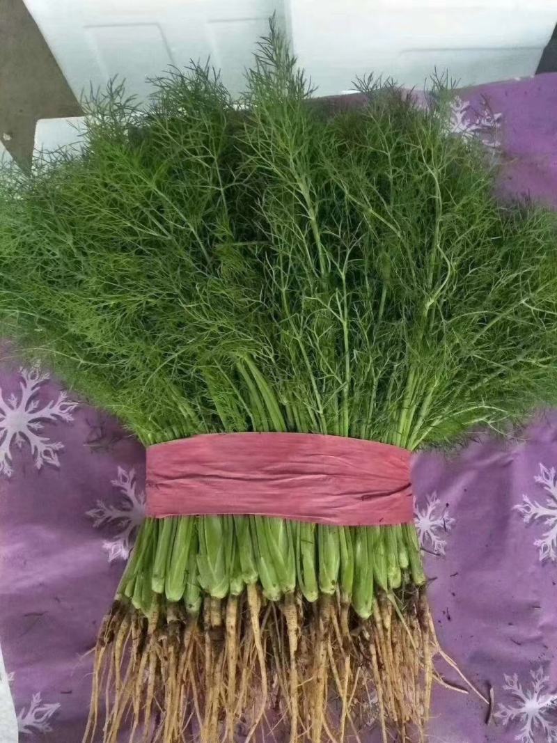 茴香，精品茴香，扁杆，颜色好，各种包装可选，欢迎采购