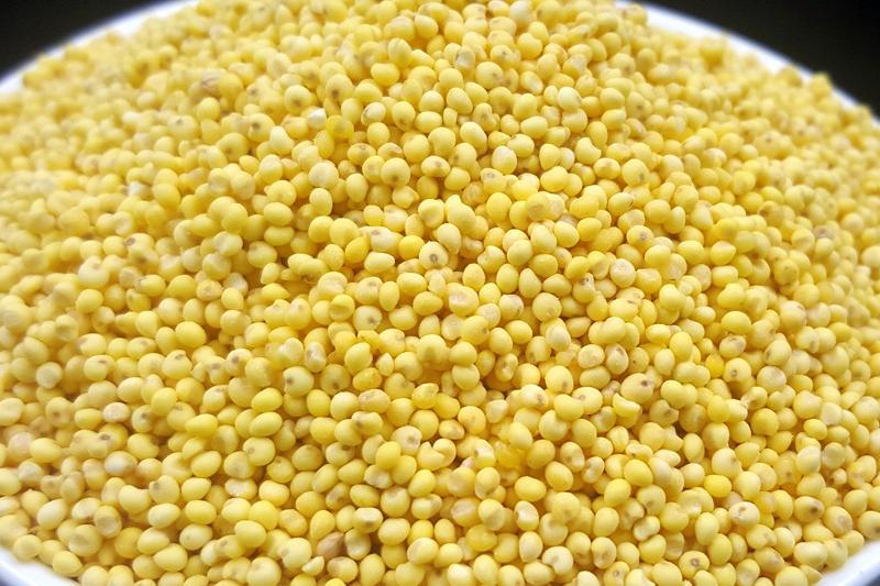 22年包粽子大黄米粘米红黍子米粘豆包端午节粽子
