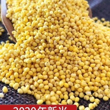22年包粽子大黄米粘米红黍子米粘豆包端午节粽子