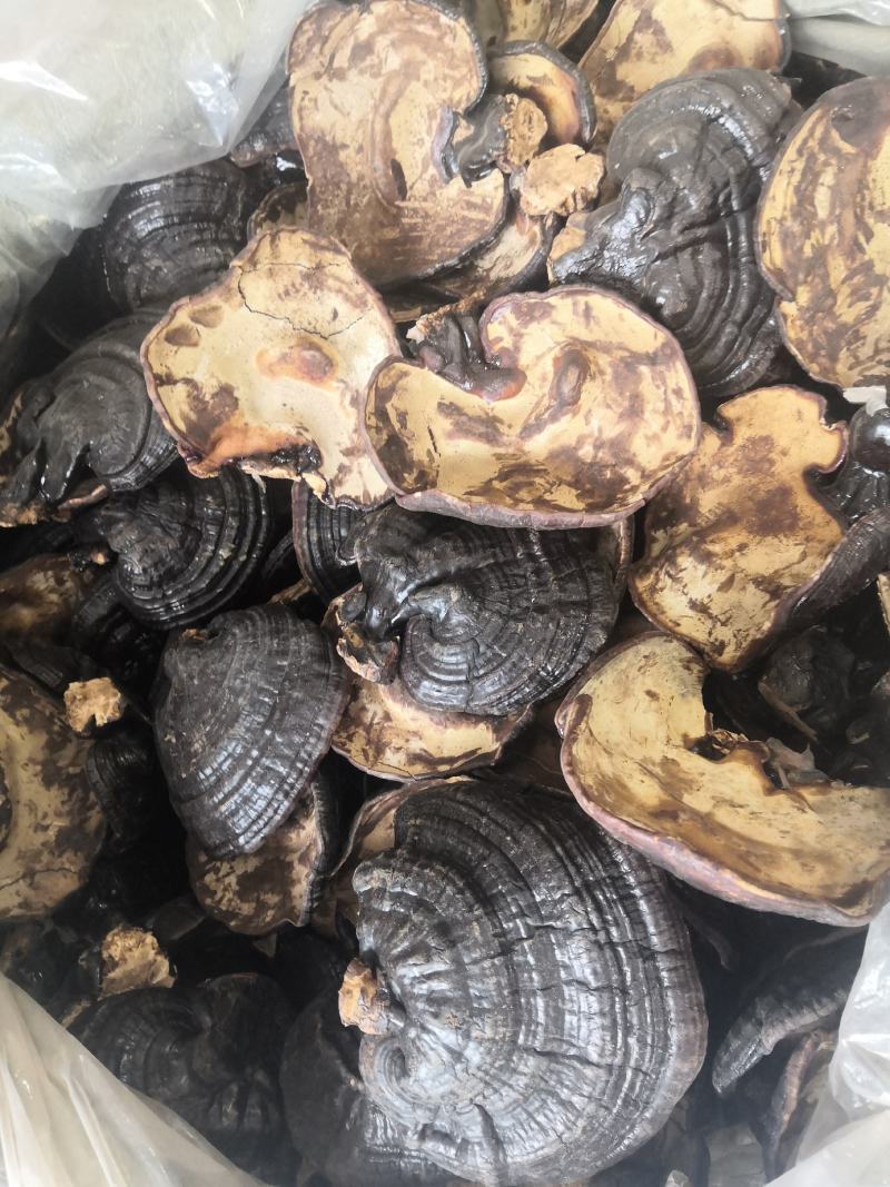 无流黑灵芝各种规格灵芝新货大货批发
