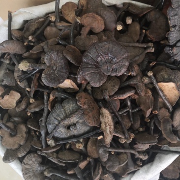 无流黑灵芝各种规格灵芝新货大货批发