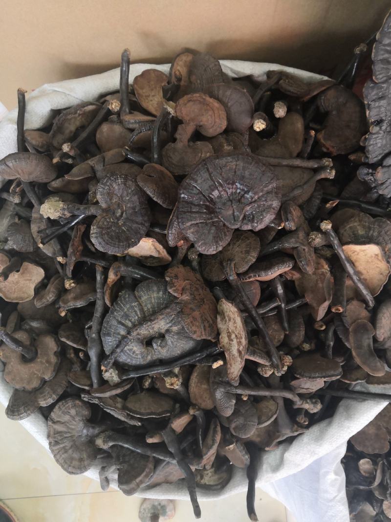 无流黑灵芝各种规格灵芝新货大货批发