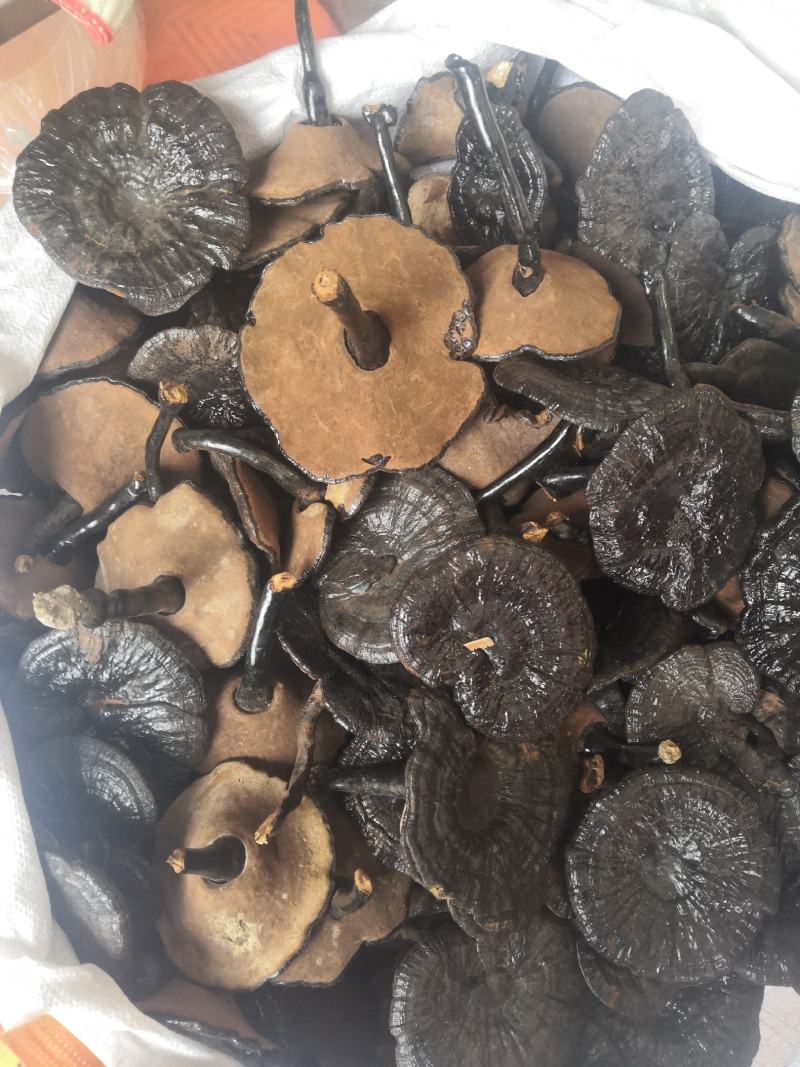 无流黑灵芝各种规格灵芝新货大货批发