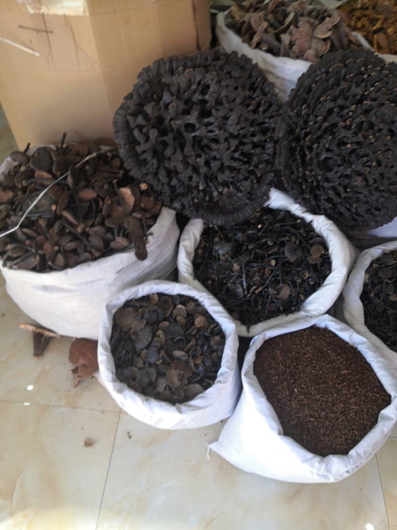 无流黑灵芝各种规格灵芝新货大货批发