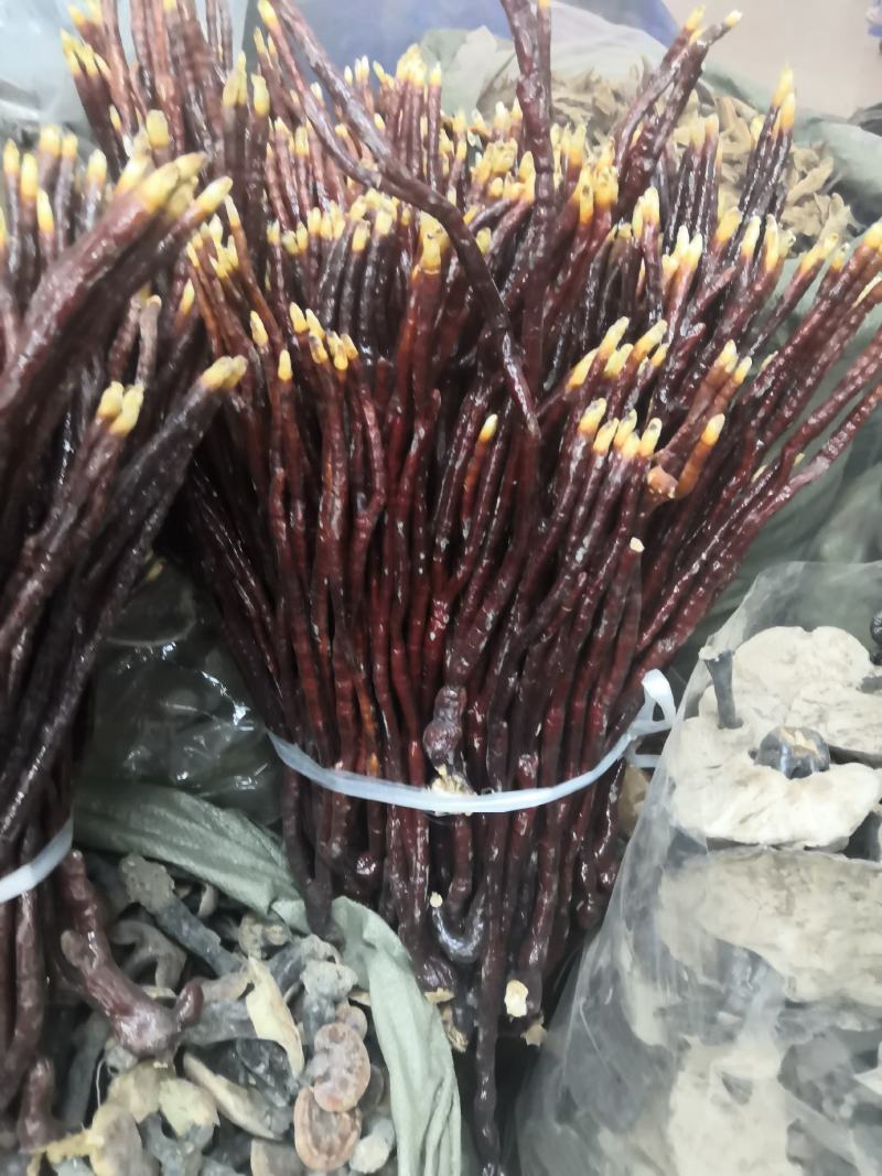 无流黑灵芝各种规格灵芝新货大货批发