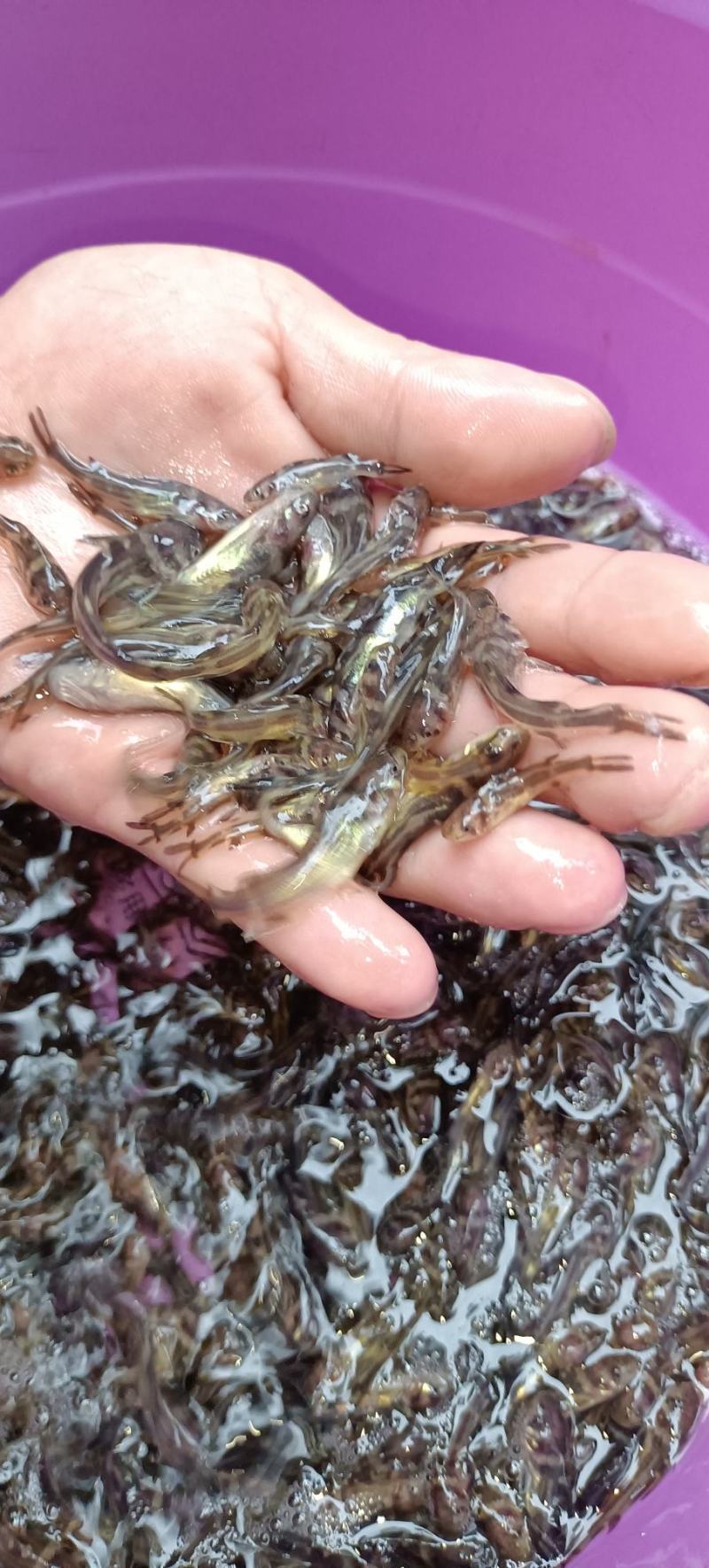 长期供应金优一号黄骨鱼苗黄颡鱼苗，欢迎进店选购