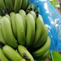 广东省湛江市徐闻县正品巴西香蕉大量上市，品质优良
