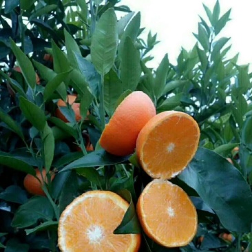 正宗091无核沃柑，生长快速管理轻松，用肥少种植当年结果