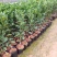 正宗091无核沃柑，生长快速管理轻松，用肥少种植当年结果