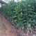 正宗091无核沃柑，生长快速管理轻松，用肥少种植当年结果