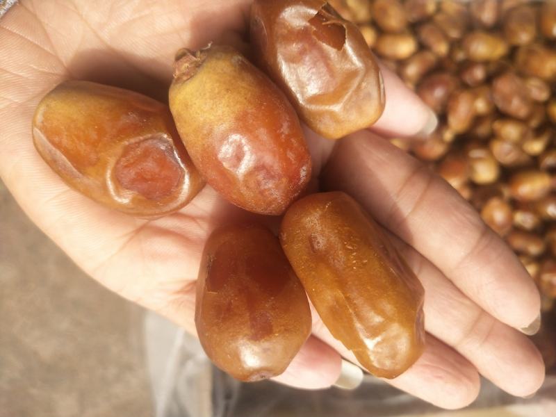香甜软糯伊拉克黄金椰枣个大饱满大量供应