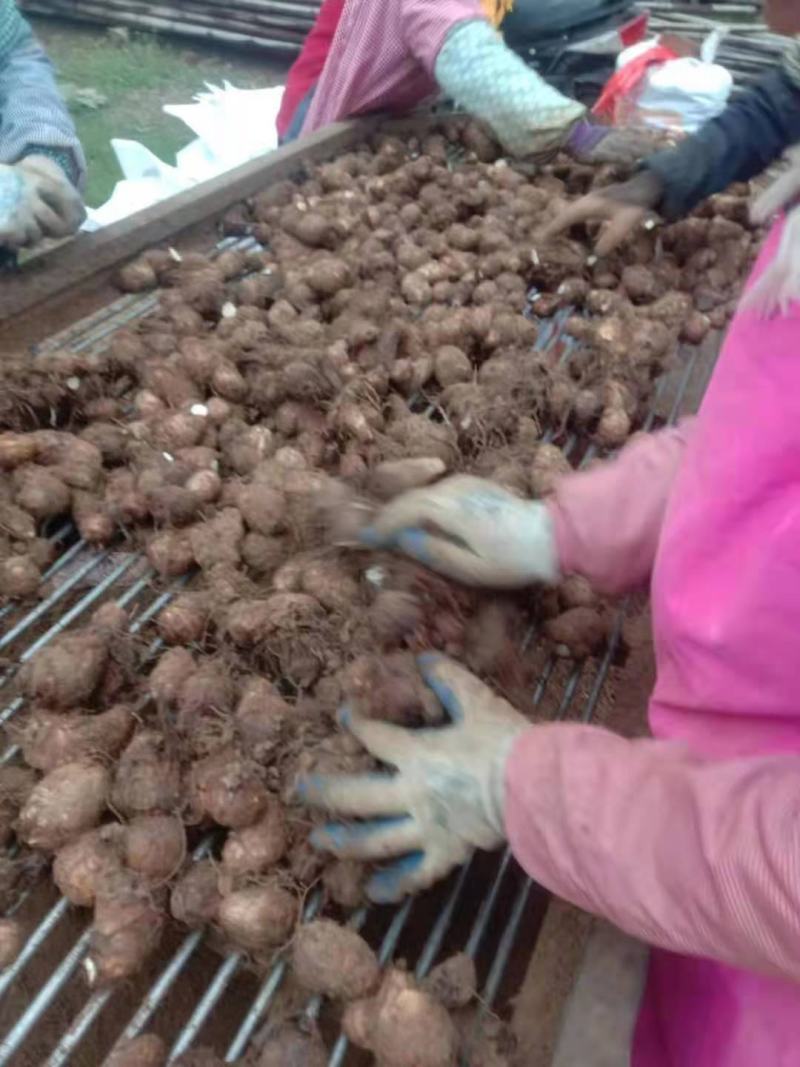 山东优质芋头，产地供货货源充足，质量保证全国发货