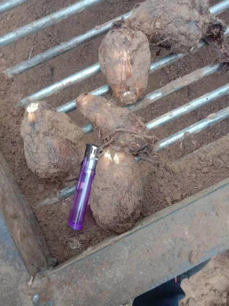 山东优质芋头，产地供货货源充足，质量保证全国发货