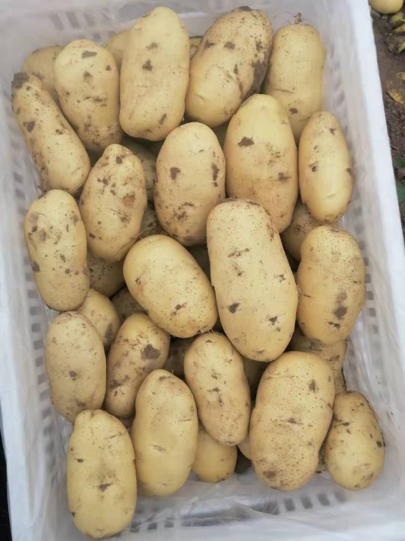 青岛胶州冷库荷兰士豆大量出库，质量保证，全国发