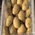 青岛胶州冷库荷兰士豆大量出库，质量保证，全国发