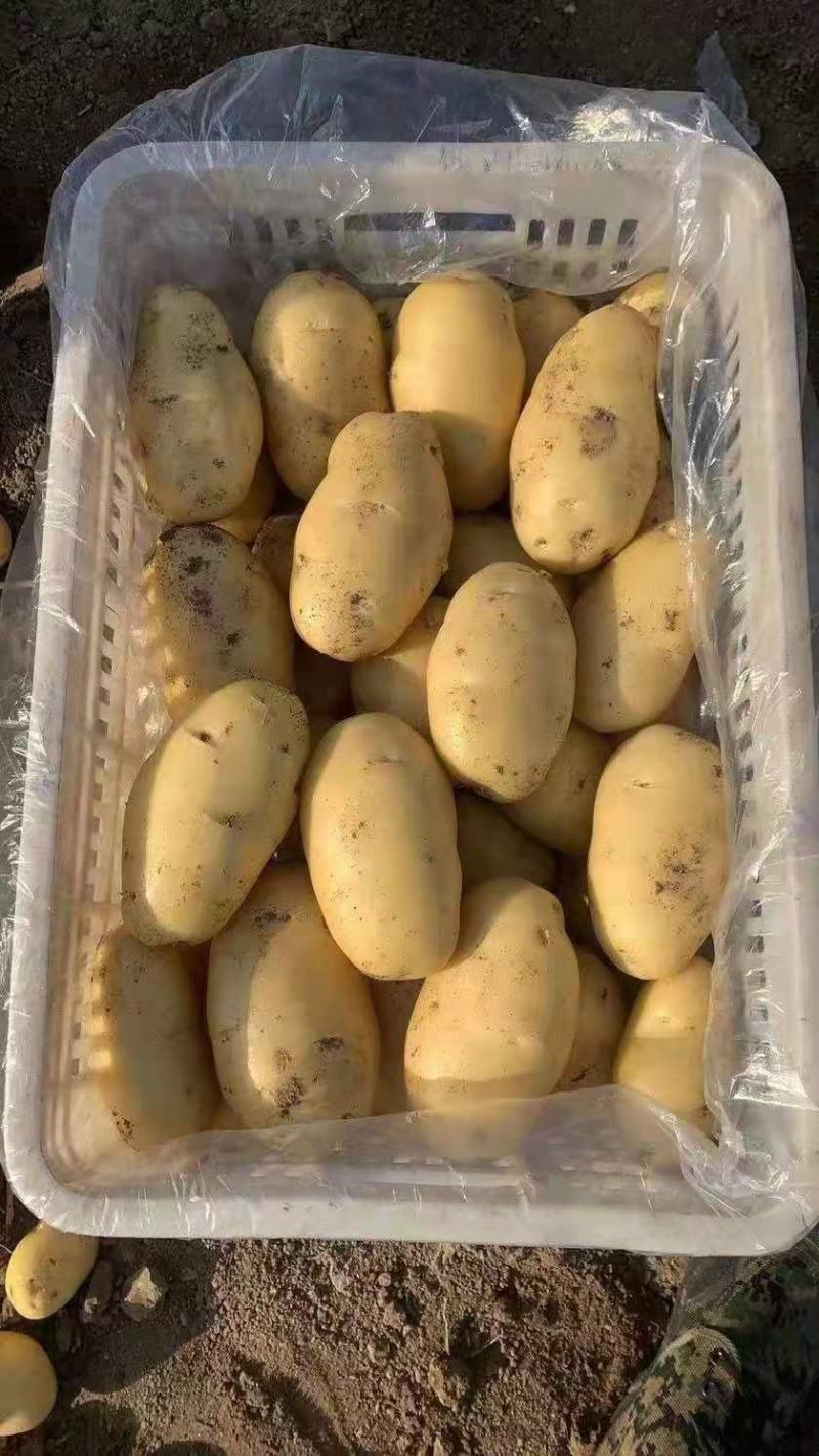 青岛胶州冷库荷兰士豆大量出库，质量保证，全国发