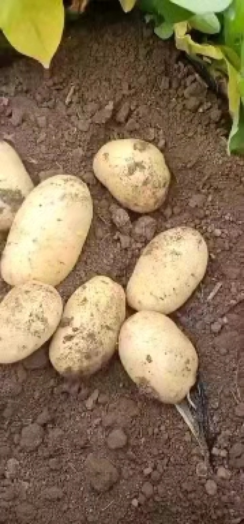 青岛胶州冷库荷兰士豆大量出库，质量保证，全国发