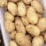 青岛胶州冷库荷兰士豆大量出库，质量保证，全国发