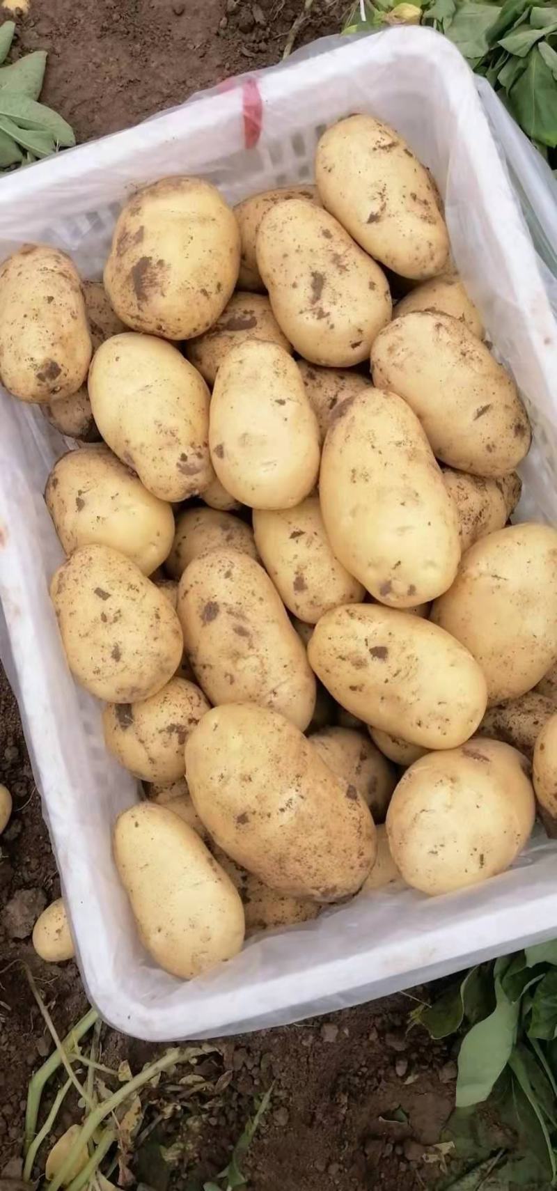 青岛胶州冷库荷兰士豆大量出库，质量保证，全国发