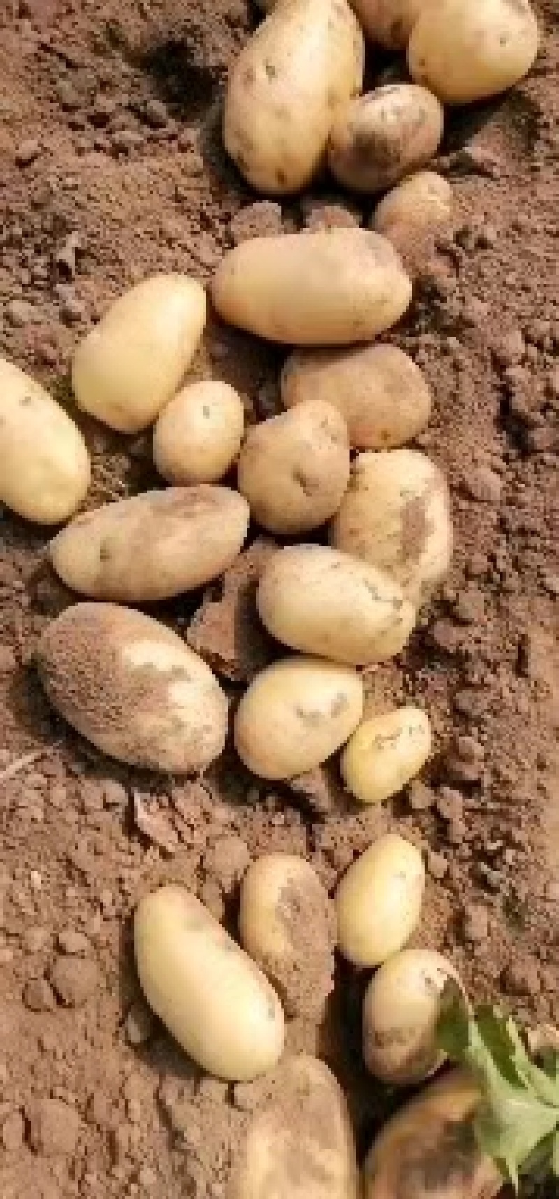 青岛胶州冷库荷兰士豆大量出库，质量保证，全国发