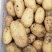 青岛胶州冷库荷兰士豆大量出库，质量保证，全国发