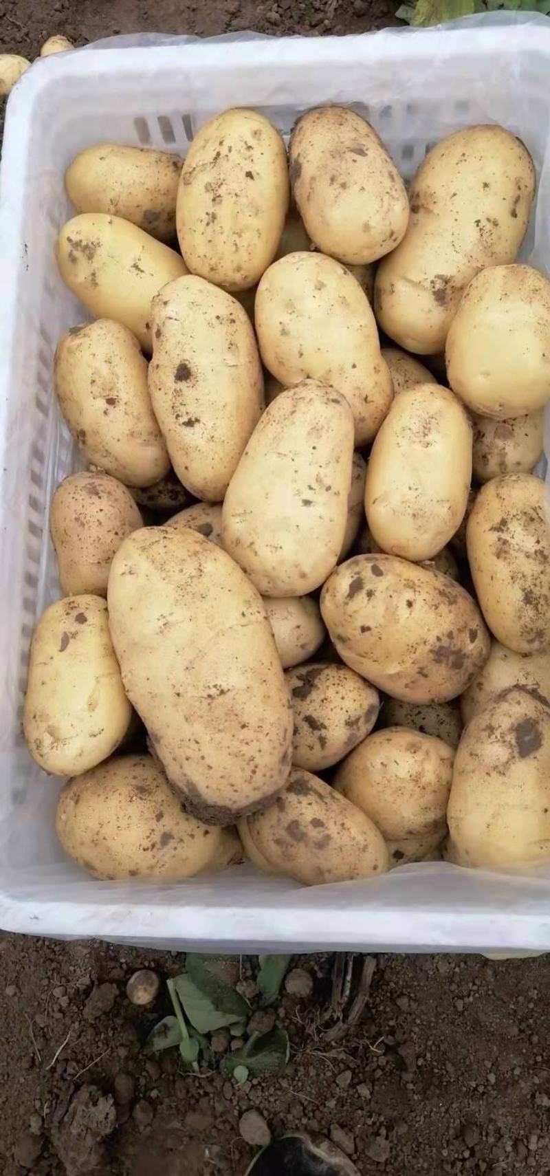 青岛胶州冷库荷兰士豆大量出库，质量保证，全国发