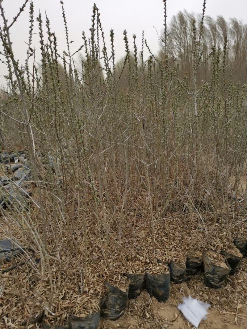 大果沙棘杯苗40-1.2cml基地直发品质保证