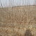 大果沙棘杯苗40-1.2cml基地直发品质保证