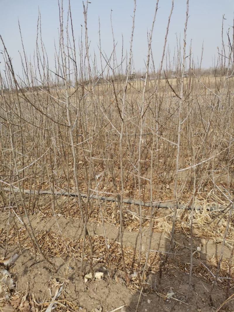 大果沙棘杯苗40-1.2cml基地直发品质保证