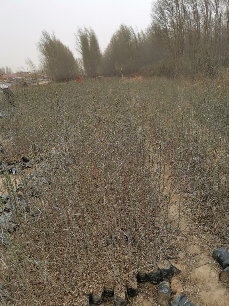 大果沙棘杯苗40-1.2cml基地直发品质保证