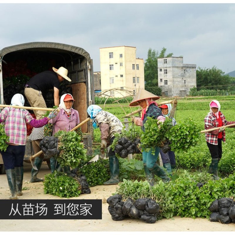 双瓣茉莉花，精选茉莉花苗，五年苗室内茉莉，