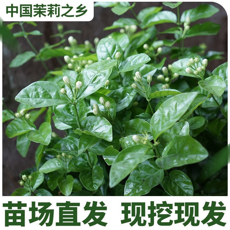 双瓣茉莉花，精选茉莉花苗，五年苗室内茉莉，