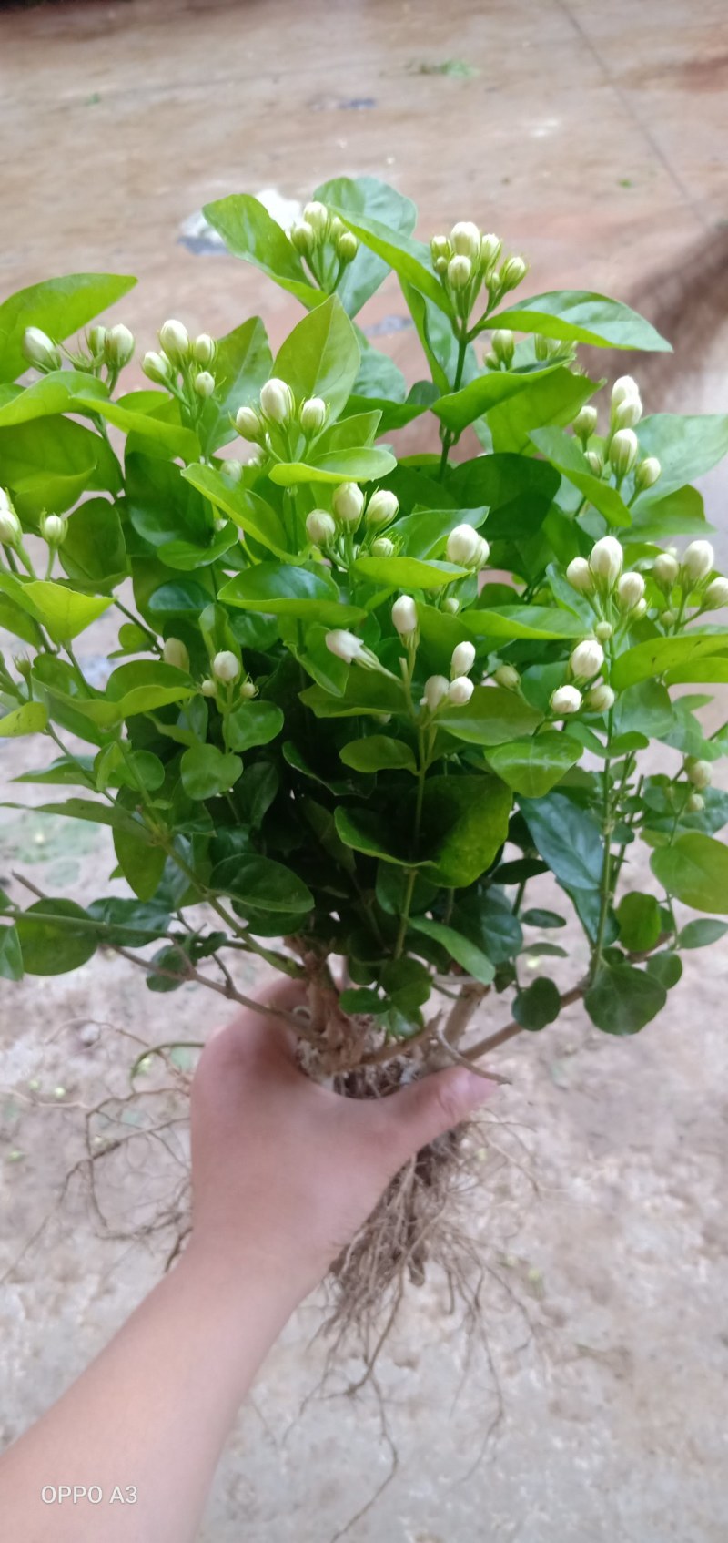 双瓣茉莉花，精选茉莉花苗，五年苗室内茉莉，