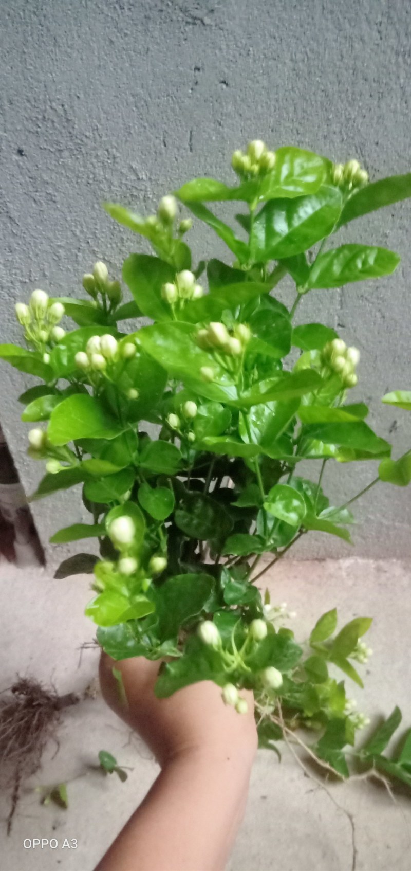 双瓣茉莉花，精选茉莉花苗，五年苗室内茉莉，