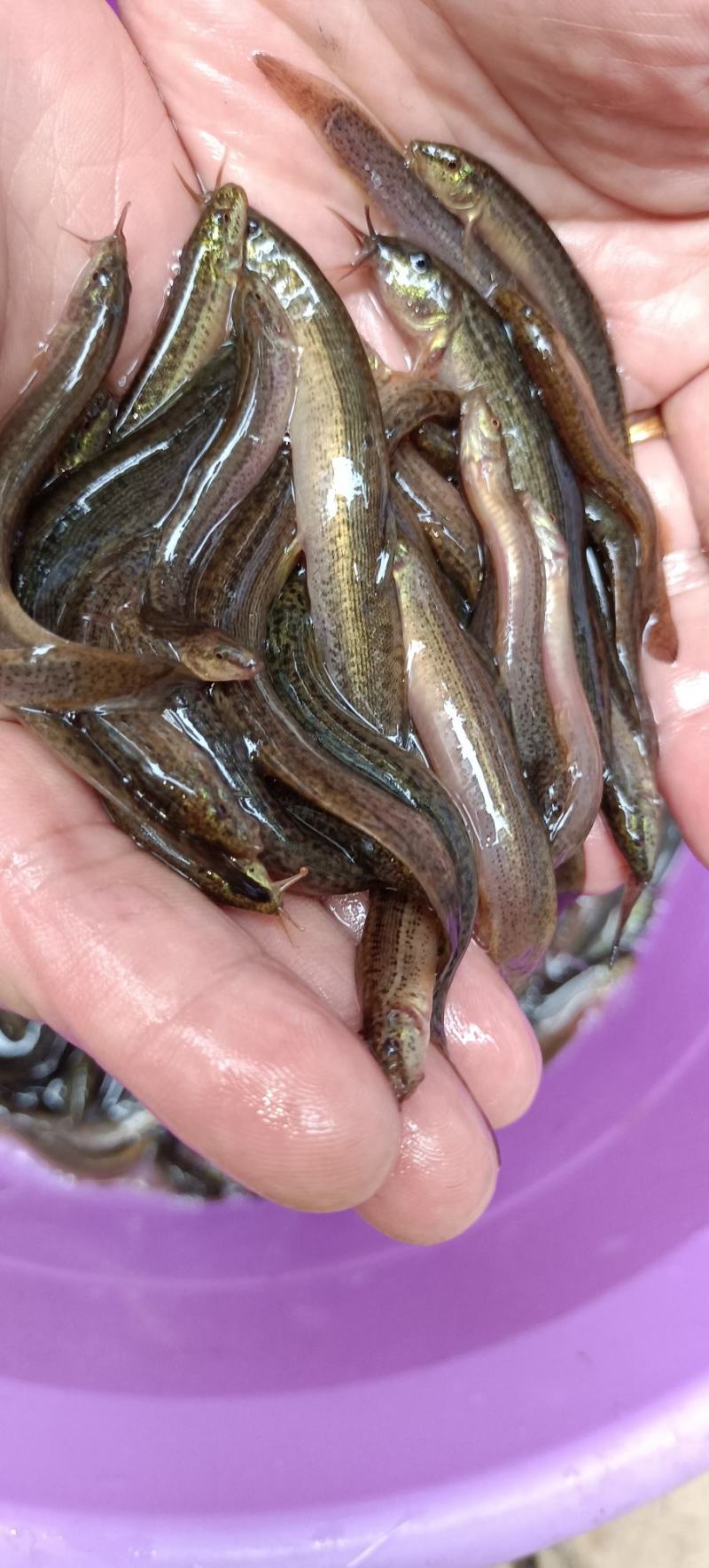 育场专业供应台湾泥鳅鱼苗，本地泥鳅鱼苗，杂交泥鳅鱼苗，