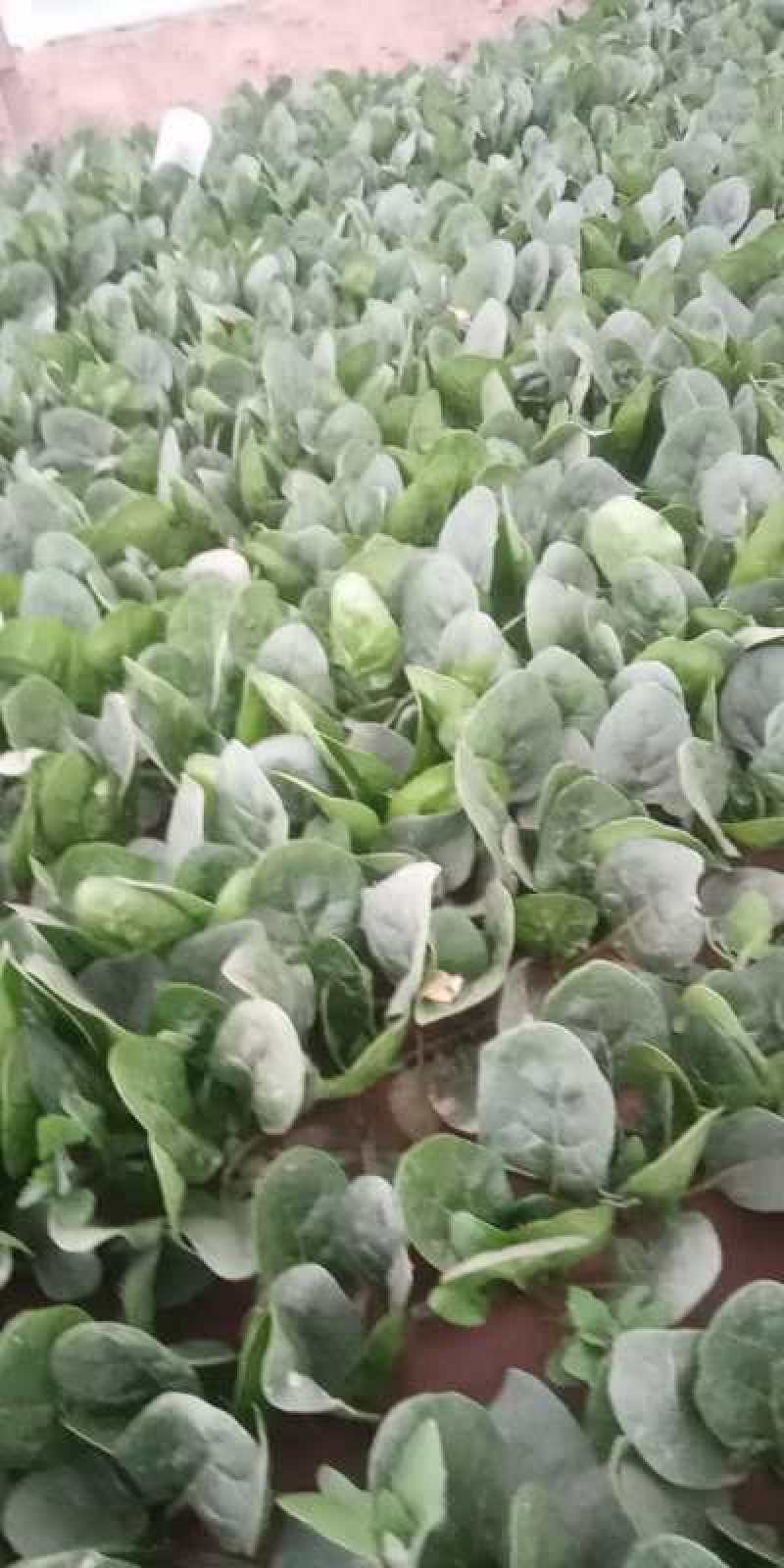 精品菠菜