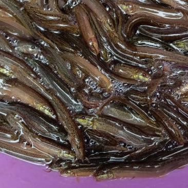 育场专业供应台湾泥鳅鱼苗,本地泥鳅鱼苗,杂交泥鳅鱼苗,