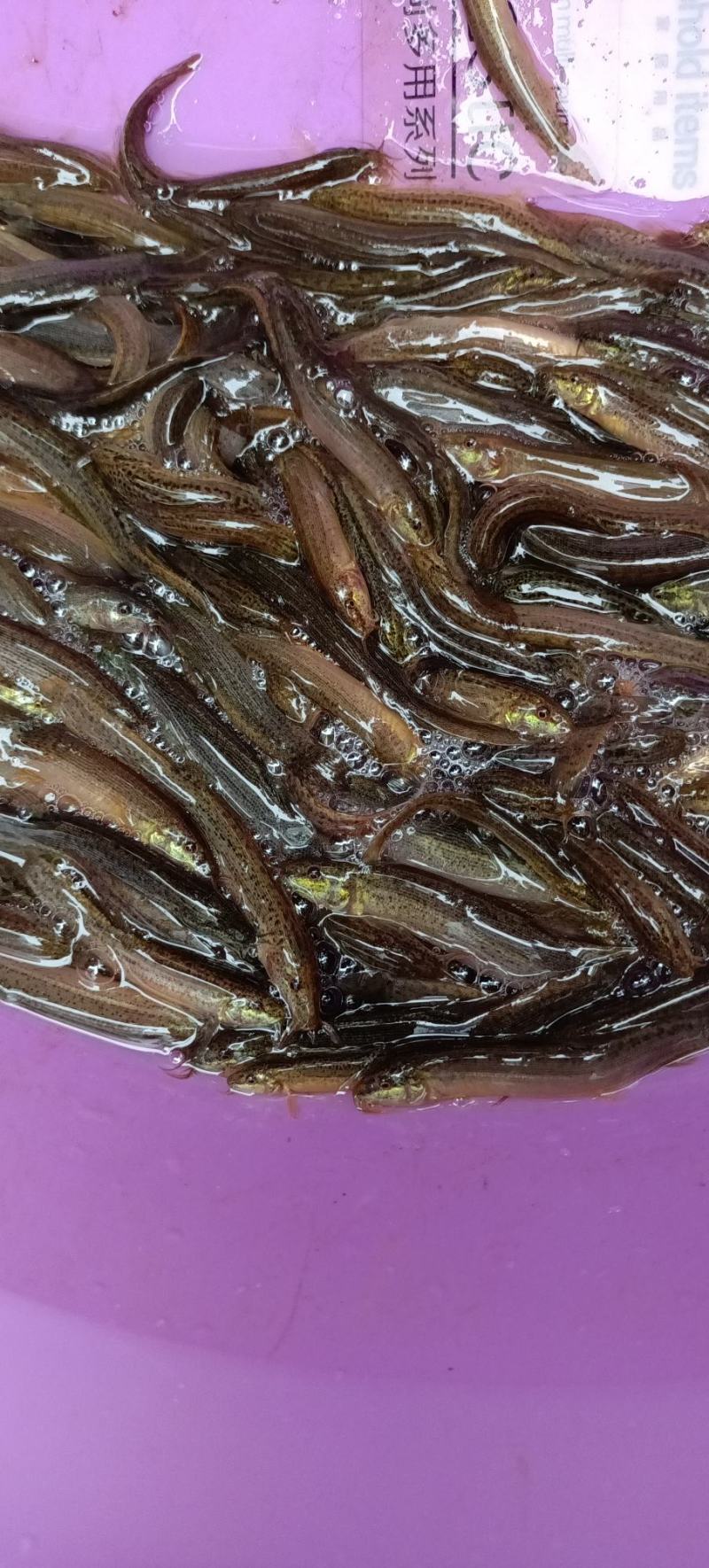 育场专业供应台湾泥鳅鱼苗，本地泥鳅鱼苗，杂交泥鳅鱼苗，