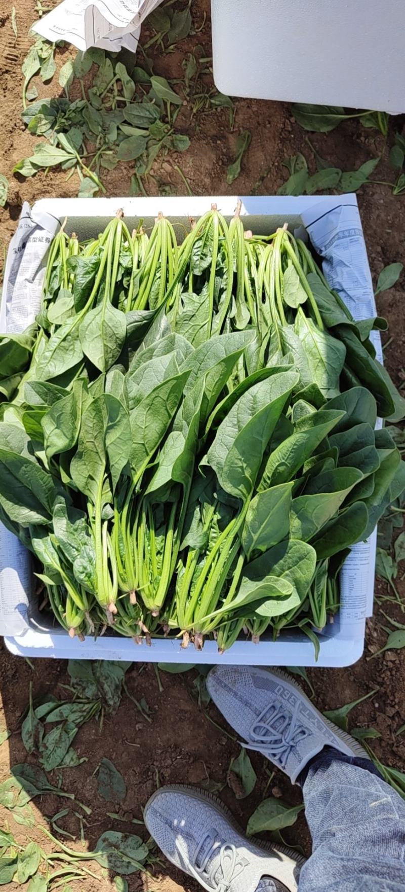 精品菠菜